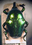  Diorymerus sp. C