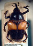  Diorymerus sp. D