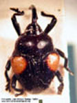  Diorymerus sp. E