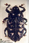  Dissopygus sp. A