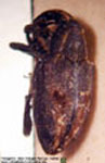  Drepanambates sp. 1