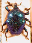  Eurhinus adonis