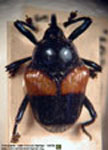  Garnia sp. A