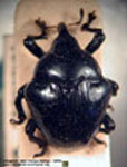  Garnia sp. C
