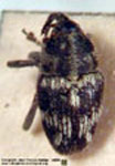  Geraeus cfr. . ¿foveolus?