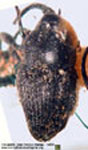  Geraeus cfr. littoralis