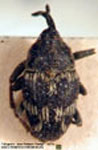  Geraeus cfr. postenguttata
