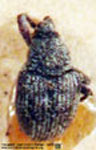  Geraeus sp. B