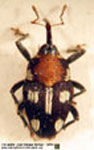  Geraeus sp. C