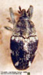  Geraeus sp. D