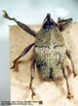  Geraeus sp. E