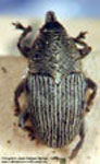  Geraeus sp. F
