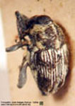  Geraeus sp. H
