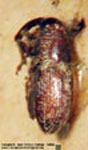  Geraeus sp. I