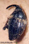  Geraeus sp. J
