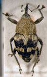  Geraeus tucumanicus