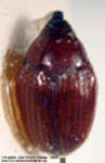  Hiotus ? sp. A