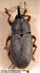  Limnobarini sp. A