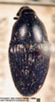  Linogeraeus sp 4 L. ¿basalis?