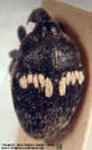 Linogeraeus sp.	5 L. ¿bruchi?