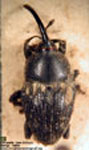  Linogeraeus sp. A
