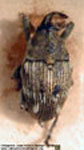  Linogeraeus sp. B