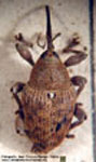  Linogeraeus sp. C