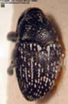  Linogeraeus vianai