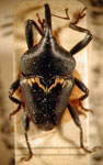  Linomadarus bridarollii