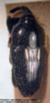  Linomadarus morio