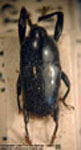  Linomadarus velatipes  