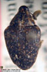  Lydamis angulus