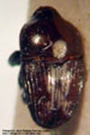  Madarellus seriatus