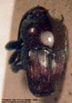  Madarellus sp. A