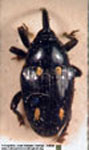  Megavallius cfr bisignatus minor 