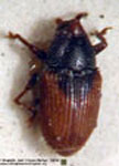  Microstrates hatschbachi