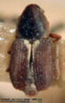  Microstrates ypsilon