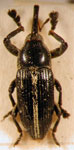  Nertinus malleri