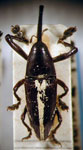  Nertinus suturalis
