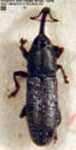  Nicentrus sp. A?