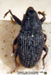  Nicentrus sp.B