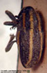  Nicentrus sp.C