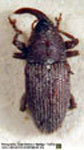  Nicentrus suffusus