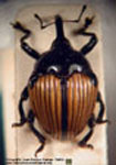  Orissus cfr. christophori