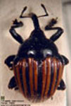  Orissus christophori