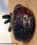  Ovanius sp. A