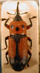  Parallelosomus costalimai