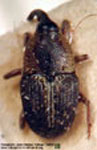  ¿Parisoschoenus rufirostris / Bromesia?