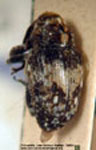 Peridinetus sellatus