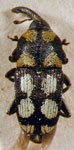 Polpones sexmaculatus